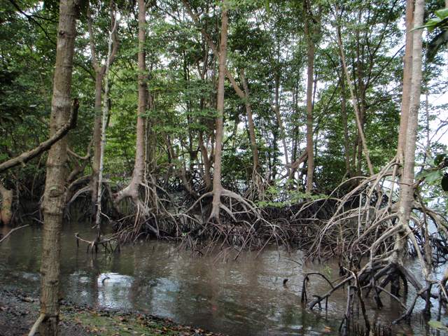 Chek Jawa 5