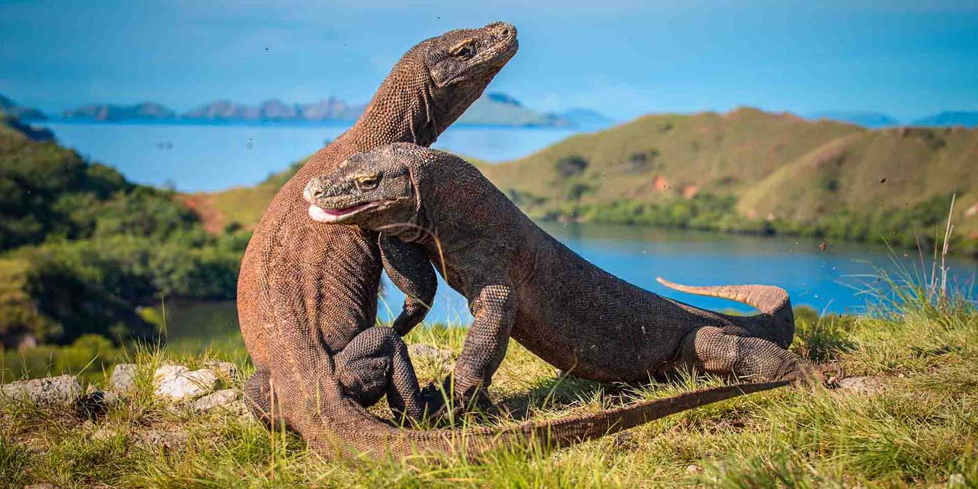 Labuan Bajo to Komodo