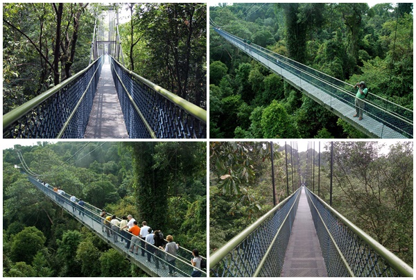 MacRitchie Reservoir 1