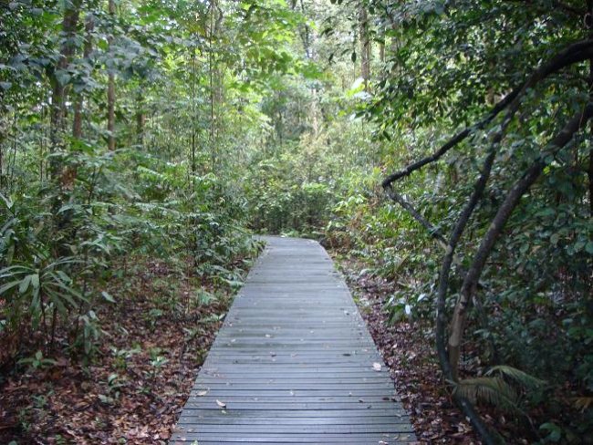 MacRitchie Reservoir 3
