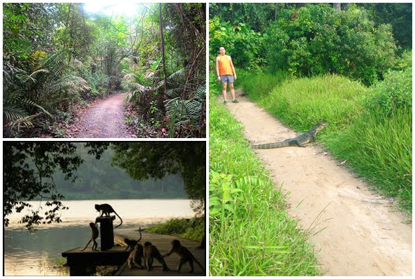 MacRitchie Reservoir 4