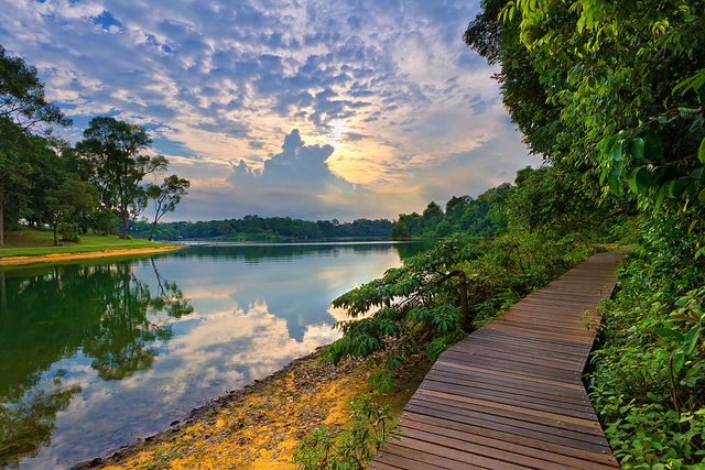 MacRitchie Reservoir 7
