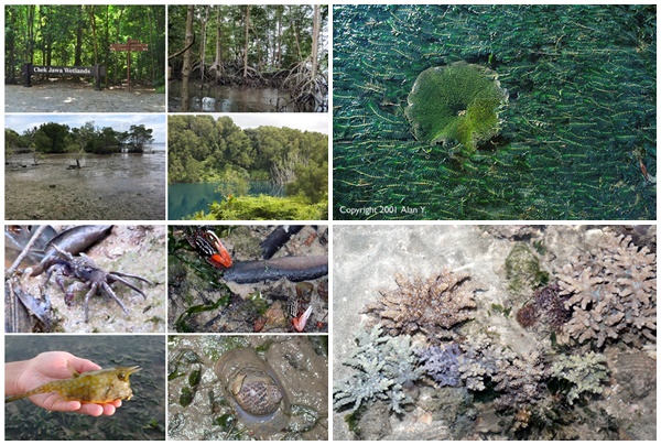 Pulau Ubin 3
