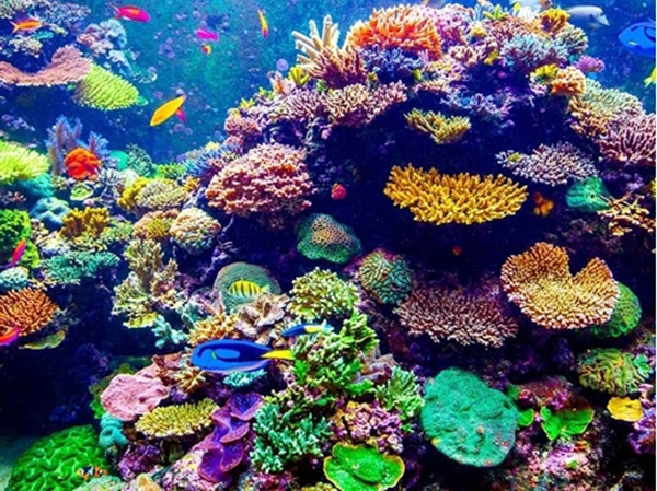 S.E.A Aquarium 4