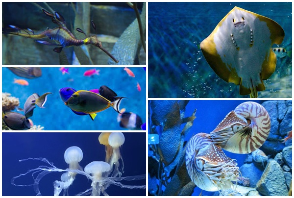 S.E.A Aquarium 8