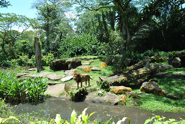 Singapore Zoo 5