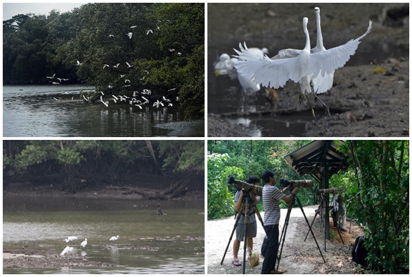 Sungei Buloh 1