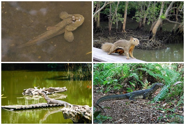 Sungei Buloh 2