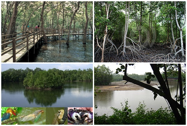 Sungei Buloh 3