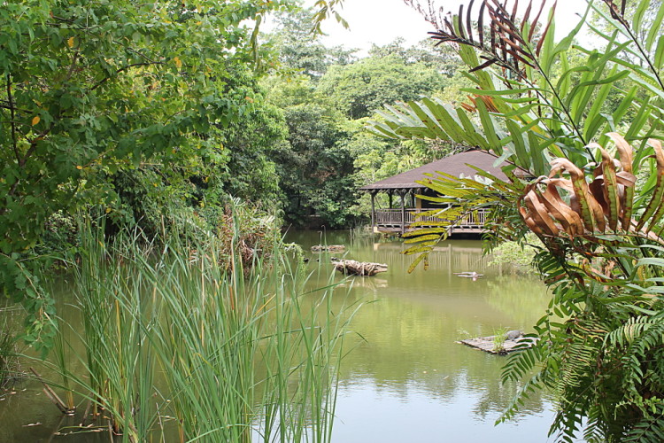 Sungei Buloh 4