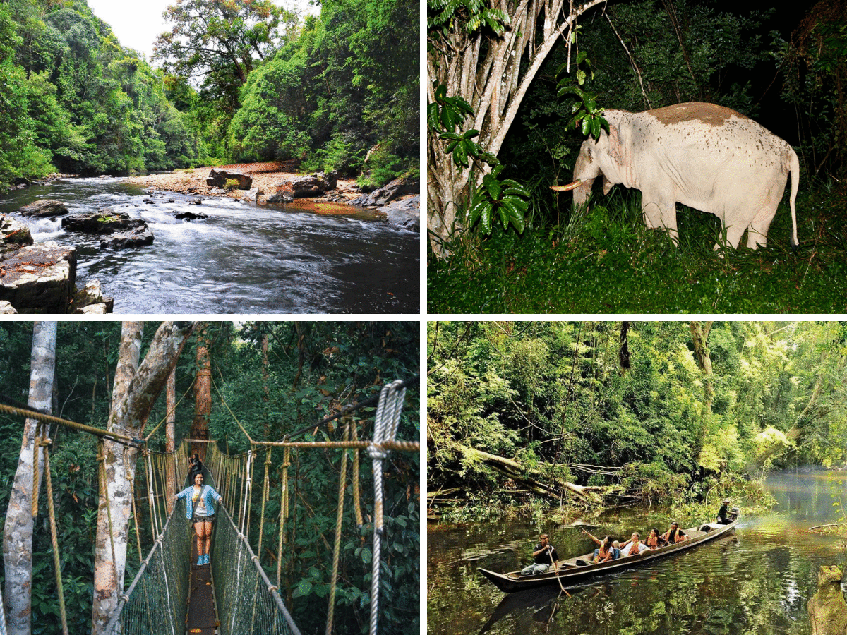 Taman Negara rainforest 1