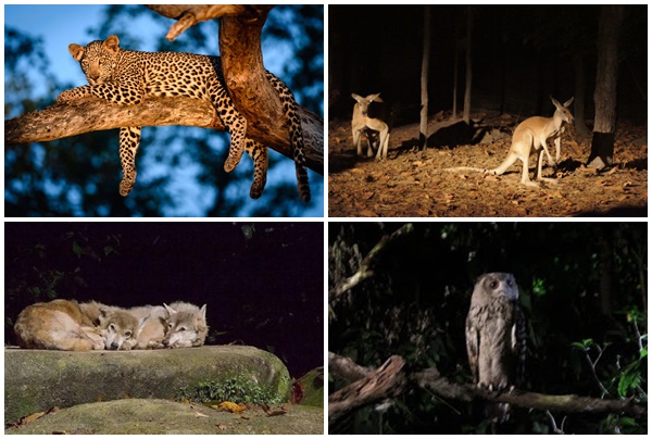 night safari 4