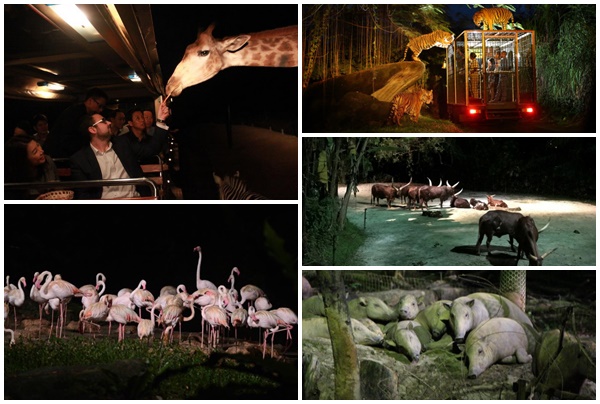 night safari 5