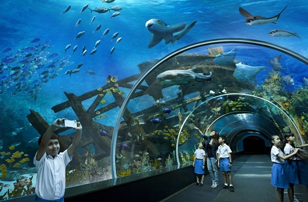 underwater world singapore 5