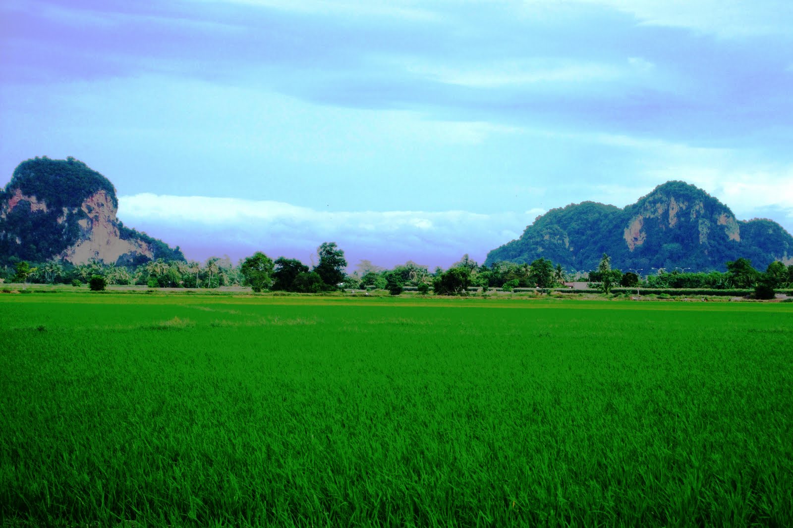 Vựa lúa của Malaysia