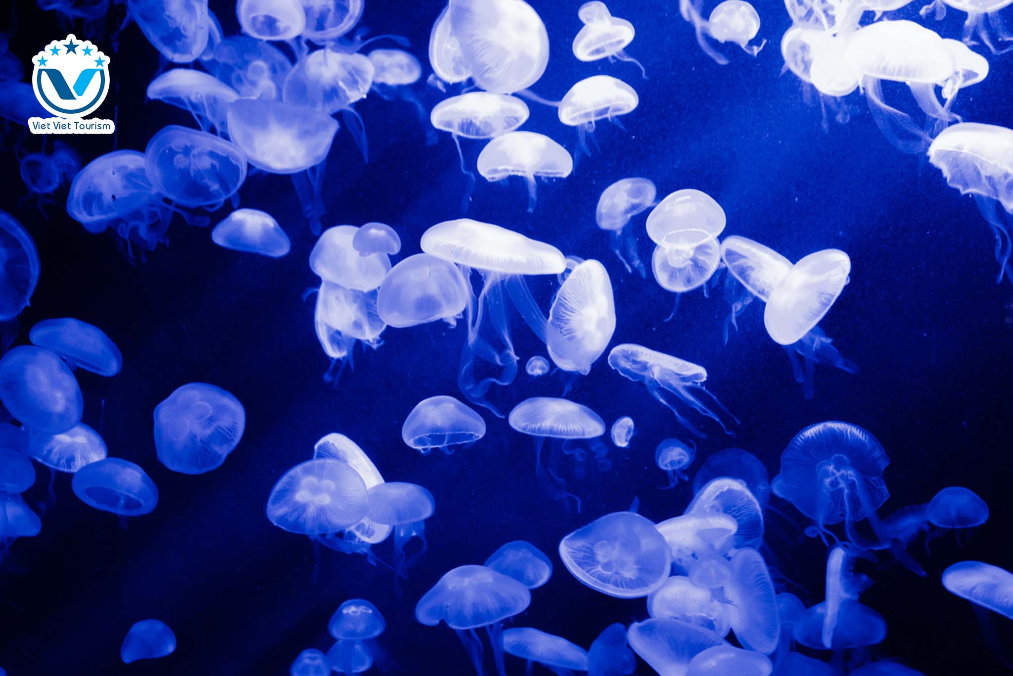 Web S.E.A Aquarium 4