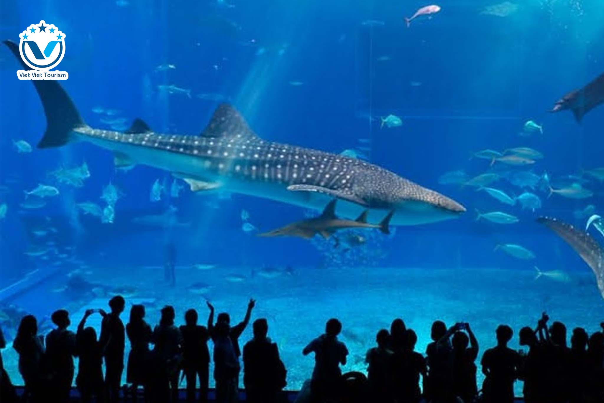 Web S.E.A Aquarium 7