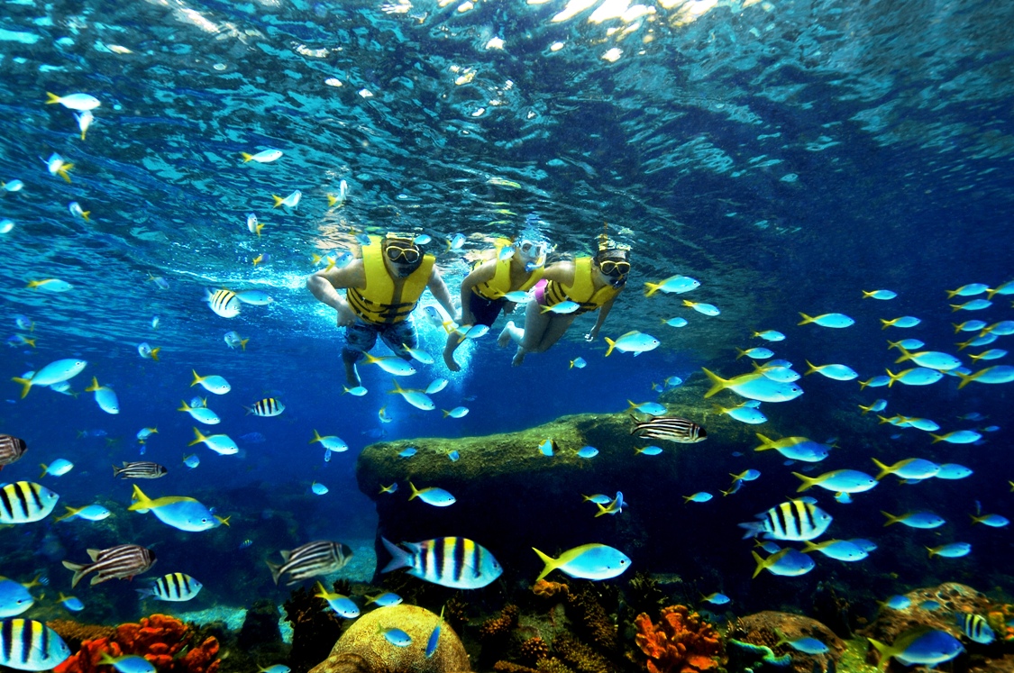 Công viên thủy cung Singapore - Marine Life Park