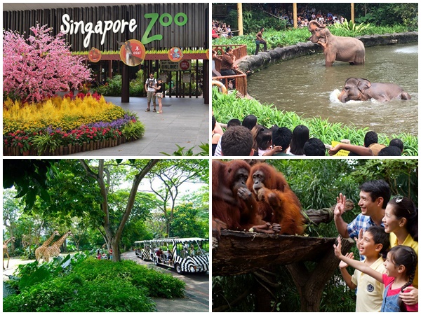 so sanh Singapore Zoo River Safari 1