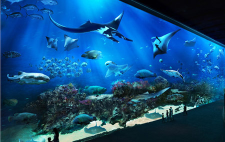 Hồ cá biển lớn nhất thế giới ở Singapore aquarium ocean gallery