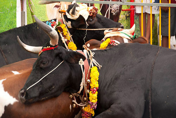le hoi pongal 2