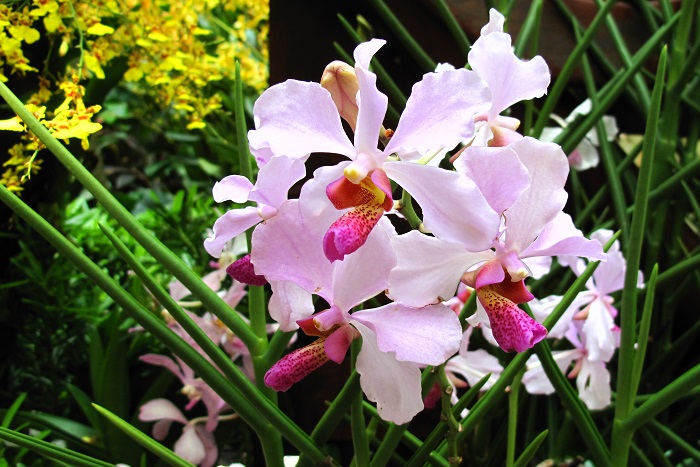 nhung bieu tuong quoc gia singapore 1
