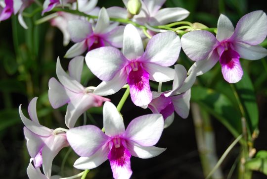 van hoa giao duc singapore 3